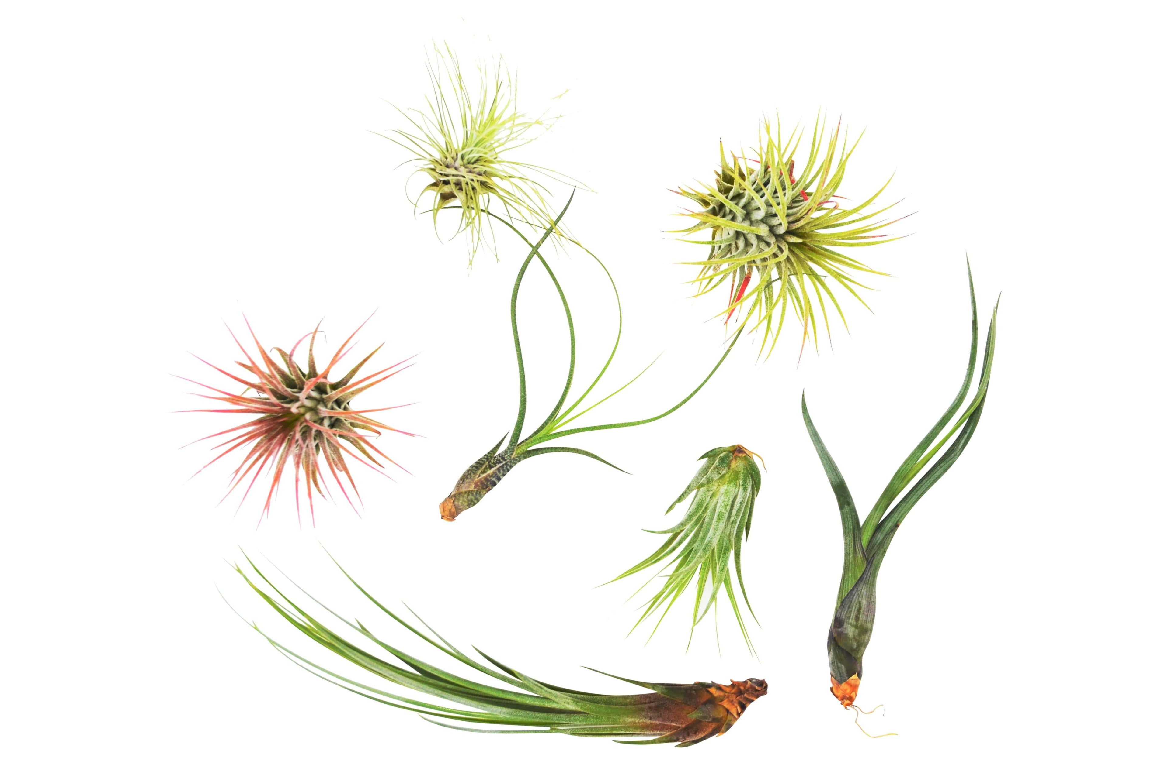 7 Air Plant Variety Pack - Tillandsias | Air Plants ($4 Ship/12oz) | Wiccan Center