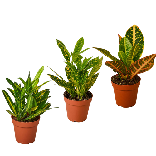 3 Croton Variety Pack / 4" Pot / Live Plant / House Plant | 4" Plant (3pk/$2) ($13 Ship/47oz) | Wiccan Center