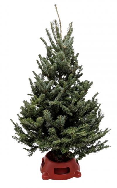 3'-4' Fresh Fraser Fir Christmas Tree with Stand | Premium Holiday Tree | House Plant Shop | Indoor Plants | Wiccan Center
