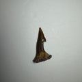 Onchopristis Barb/Tooth (SM) from Morocco | Fossils | Wiccan Center