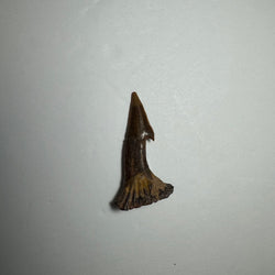 Onchopristis Barb/Tooth (SM) from Morocco | Fossils | Wiccan Center