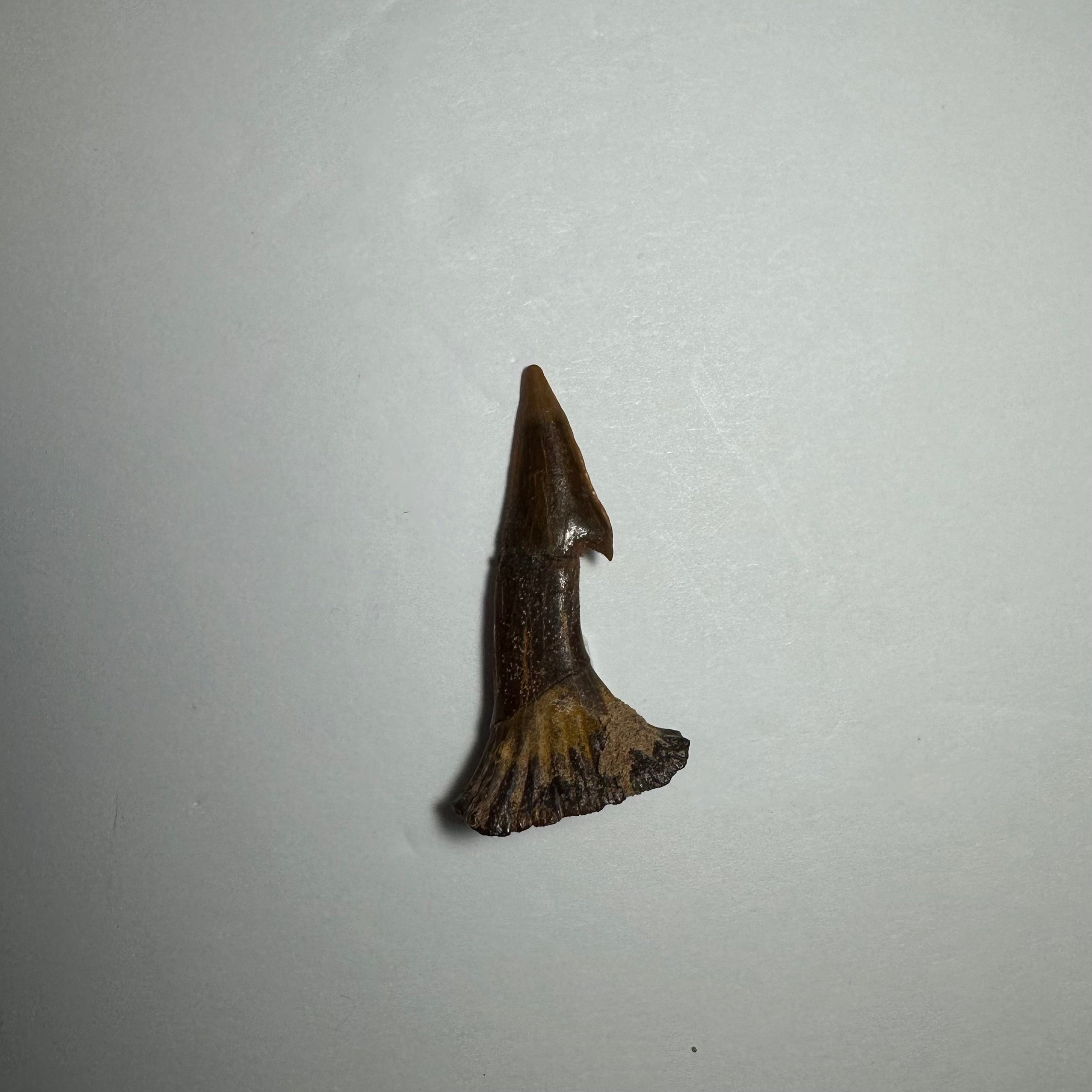 Onchopristis Barb/Tooth (SM) from Morocco | Fossils | Wiccan Center