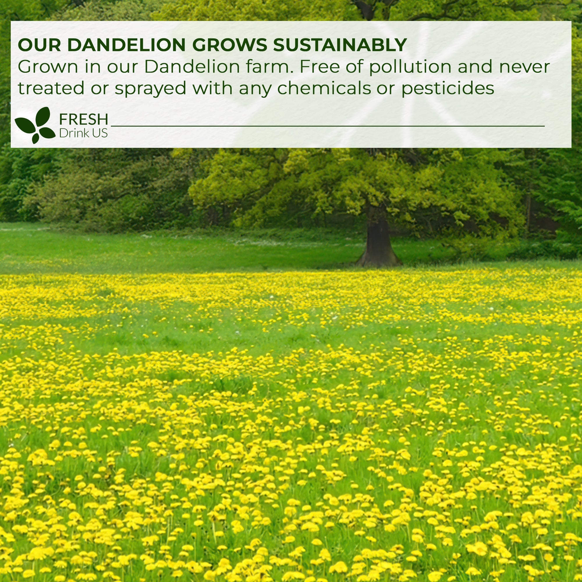 Dandelion Root Tea Bags, 100% Natural & Pure from Dandelion Root, Eco-Conscious Tea Bags, Dandelion Root Herbal Tea. Dandelion Root Tea. No Sugar, No Caffeine, No Gluten, Vegan. | Tea | Wiccan Center