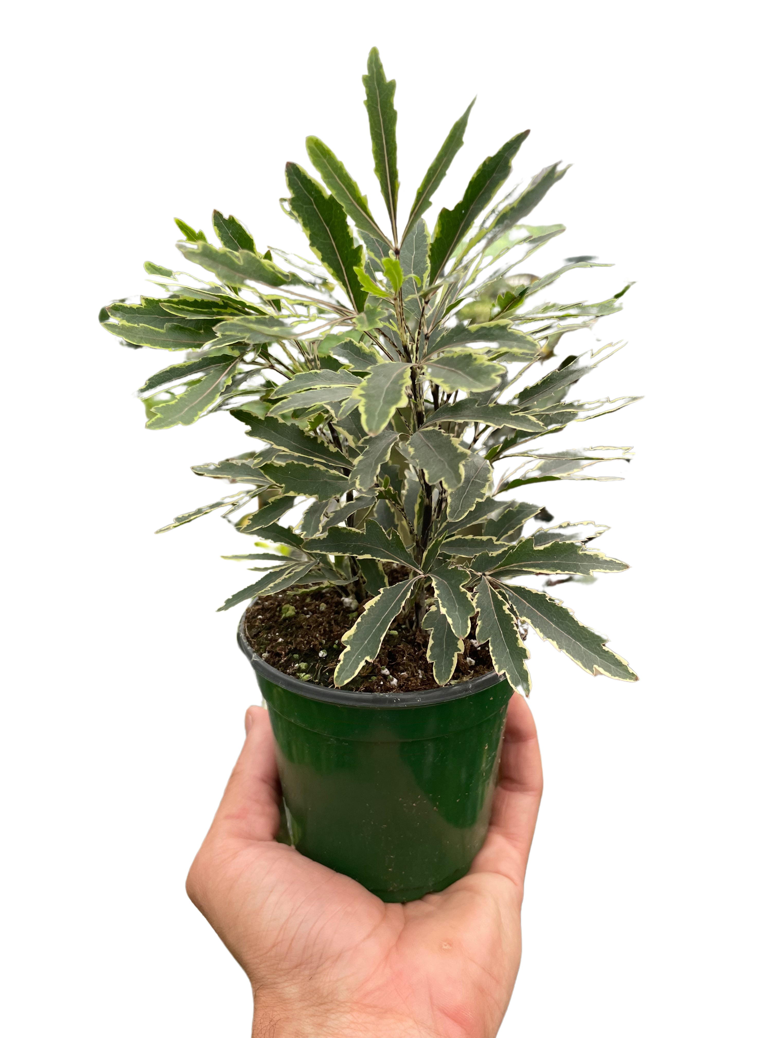 Aralia 'Bianca'