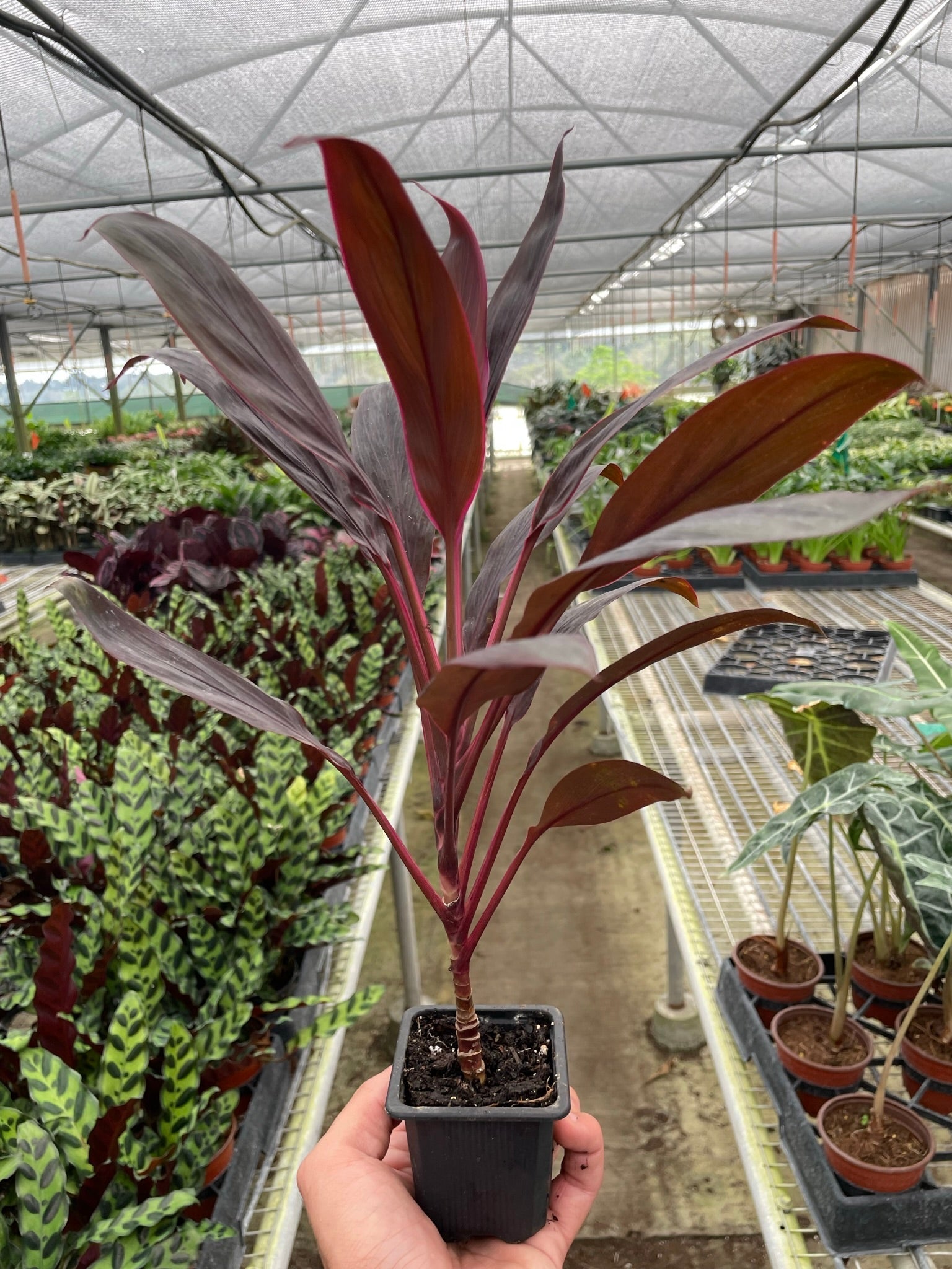 Cordyline 'Calypso Queen' | Indoor Plants | Wiccan Center
