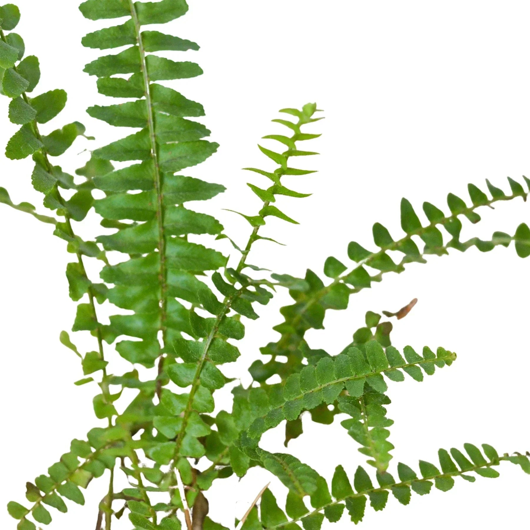 Jester's Crown Fern | Indoor Plants | Wiccan Center