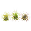 3 Ionantha Guatemala Air Plants / Blooms | Air Plants ($4 Ship/12oz) | Wiccan Center
