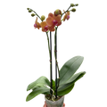 Orchid 'Orange Phalaenopsis' | Vibrant Moth Orchid | House Plant Shop | | Wiccan Center
