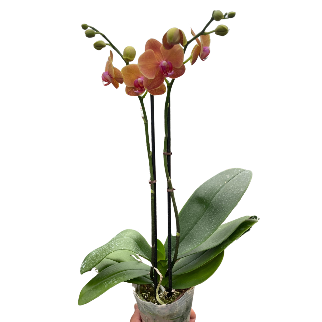 Orchid 'Orange Phalaenopsis' | Vibrant Moth Orchid | House Plant Shop | | Wiccan Center