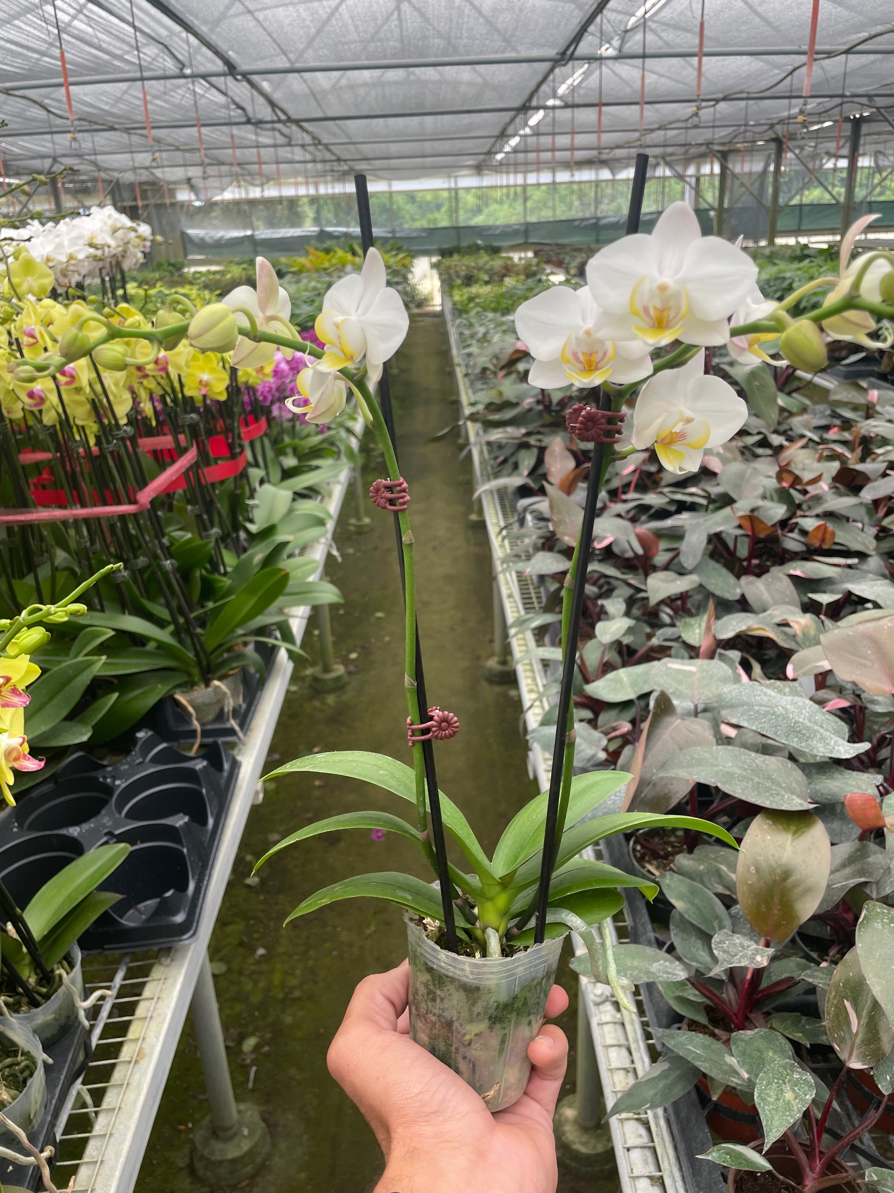 Orchid 'White Phalaenopsis' | | Wiccan Center