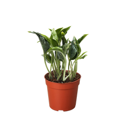 Pothos 'Shangri La' | | Wiccan Center