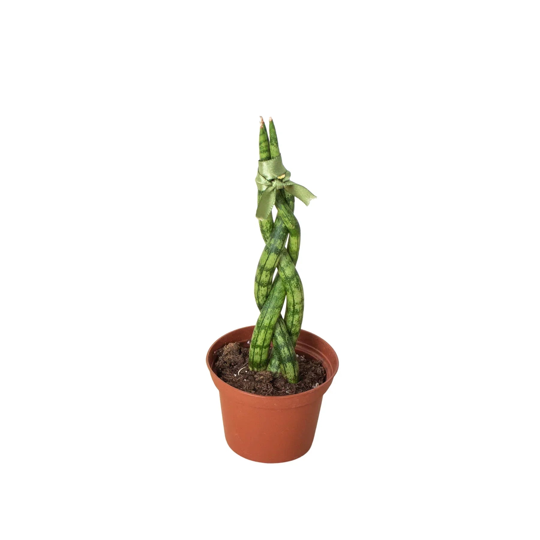 Snake Plant Braided | 4" Plant | Wiccan Center