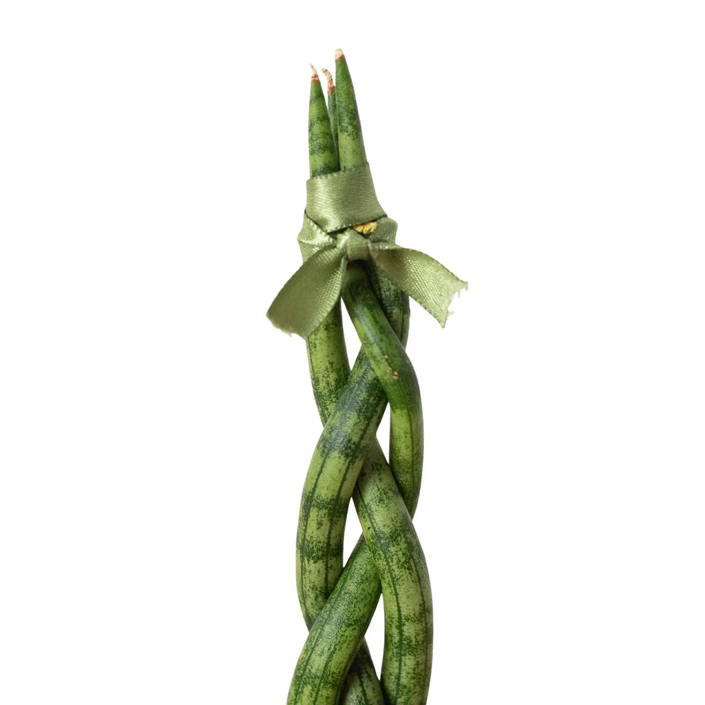 Snake Plant Braided | 4" Plant | Wiccan Center