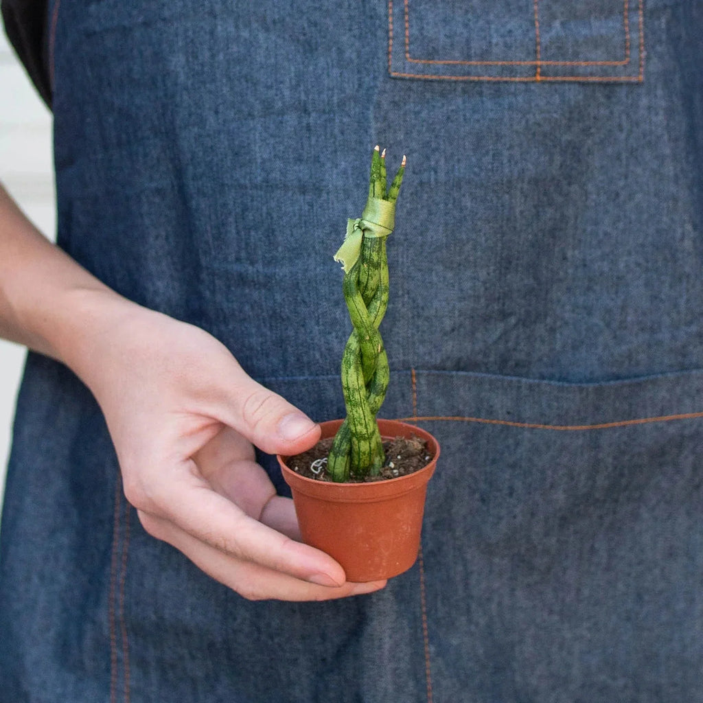 Snake Plant Braided | 4" Plant | Wiccan Center