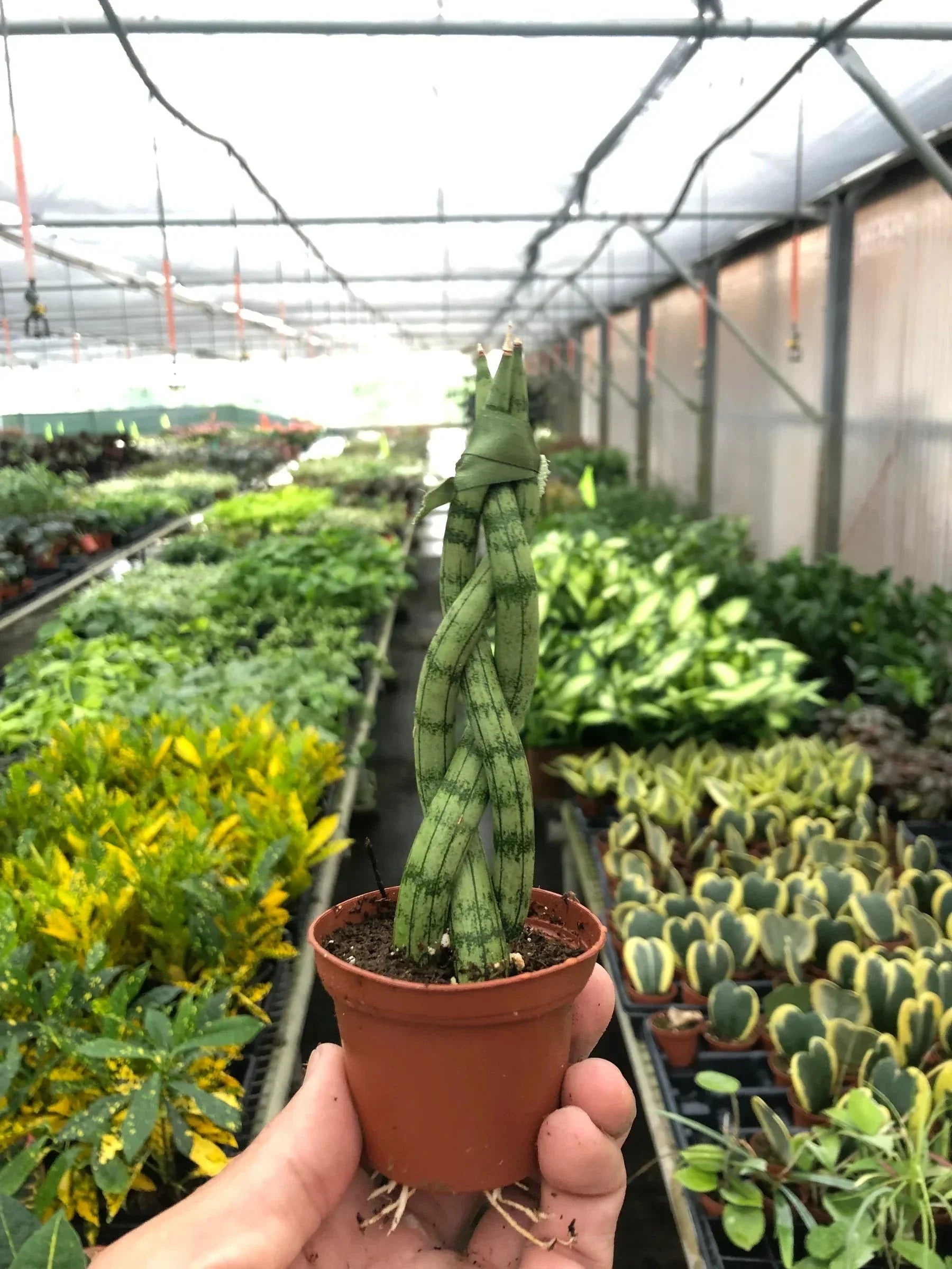 Snake Plant Braided | 4" Plant | Wiccan Center