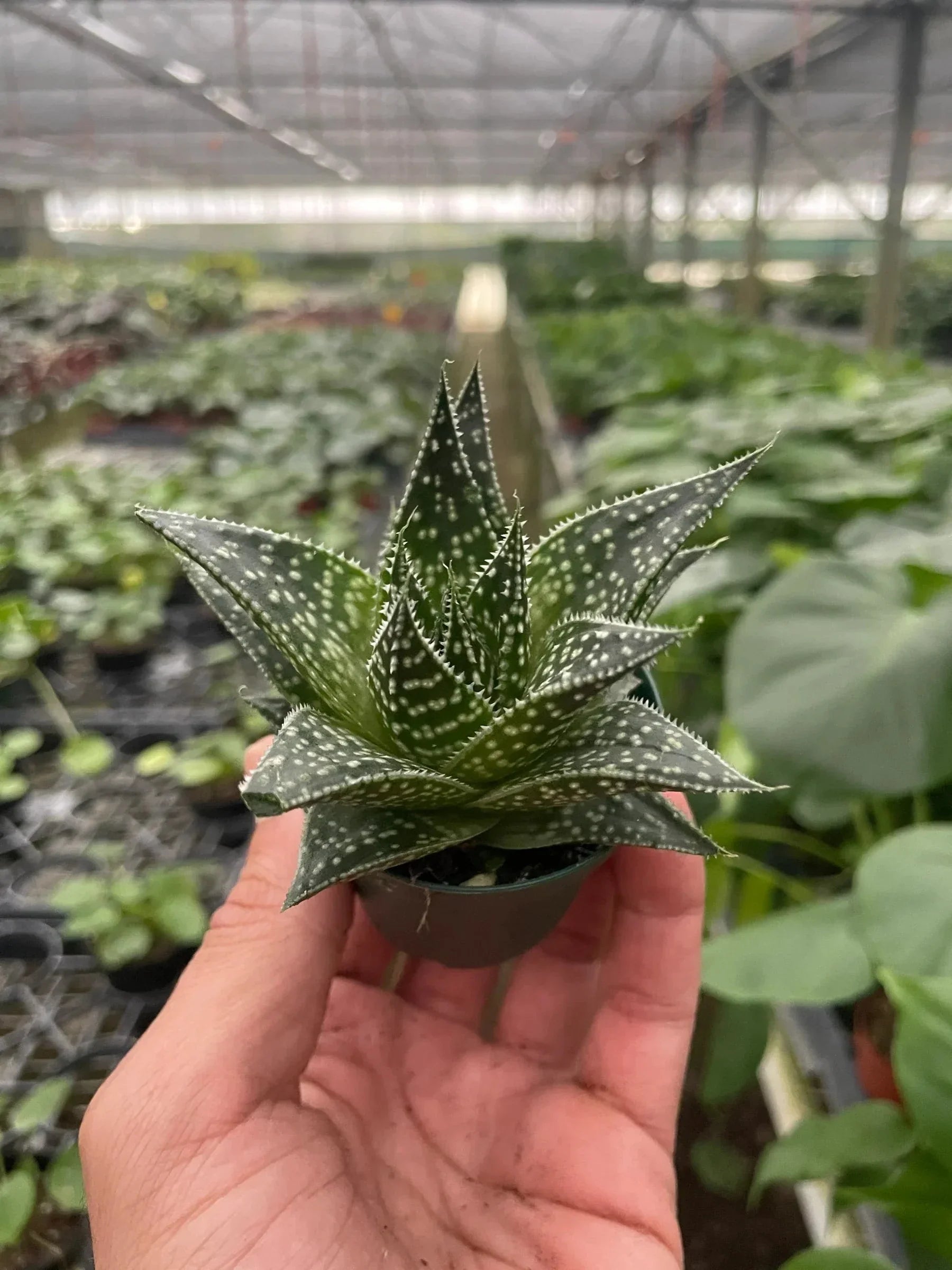 Succulent Gasteria Durban