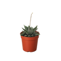 Succulent Haworthia Miami