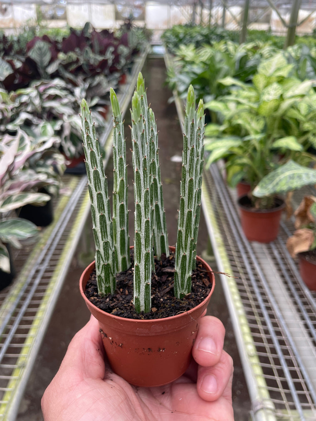 Senecio Stapeliiformis Pickle Plant | 4" Plant | Wiccan Center