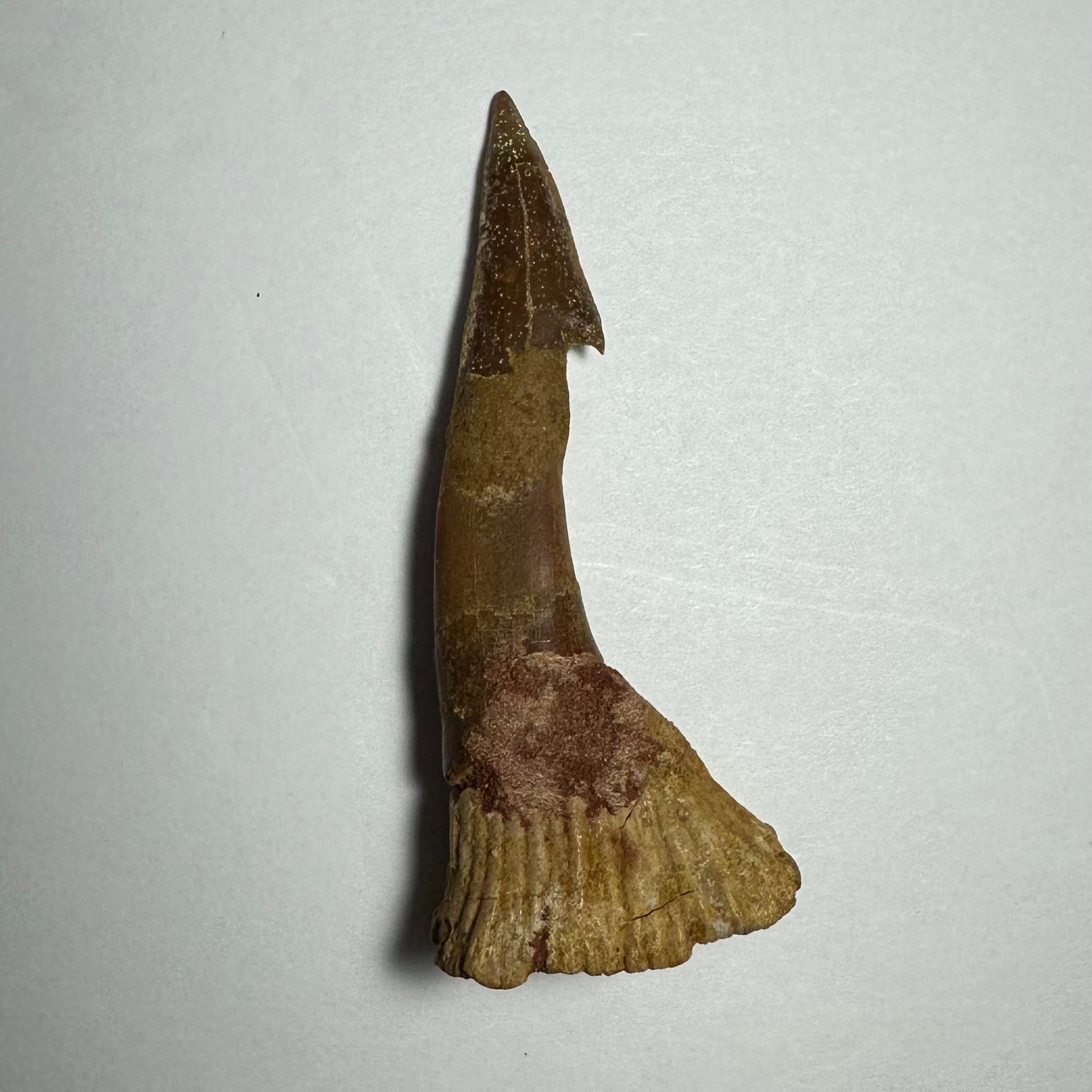 Onchopristis Barb/Tooth (MD) | Fossils | Wiccan Center
