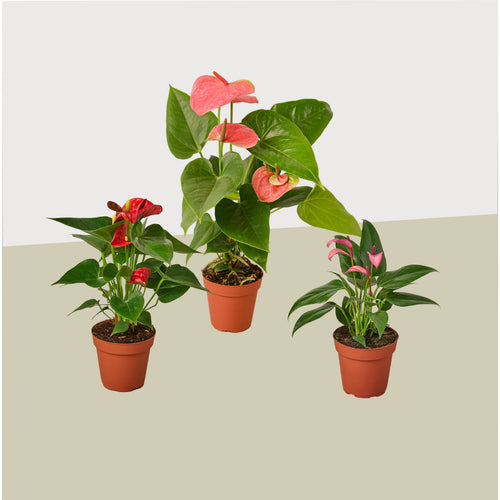 3 Anthurium Variety Pack- All Different Colors - 4" Pots | 4" Plant (3pk/$3.5) ($13 Ship/47oz) | Wiccan Center