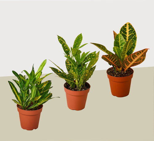 3 Croton Variety Pack / 4" Pot / Live Plant / House Plant | 4" Plant (3pk/$2) ($13 Ship/47oz) | Wiccan Center