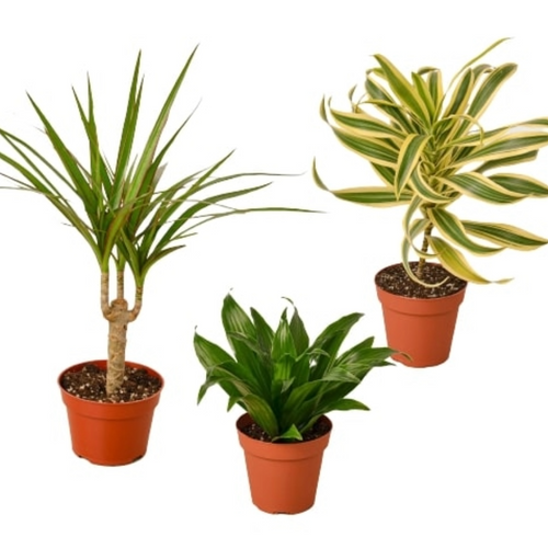 3 Different Dracaenas Variety Pack - 4" Pot | 4" Plant (3pk/$2) ($13 Ship/47oz) | Wiccan Center