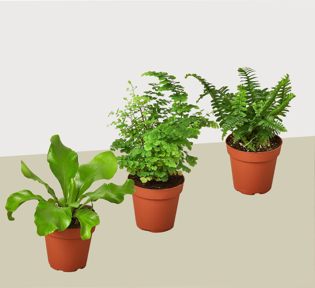 3 Fern Variety Pack - Live Plants - 4" Pot - House Plant | 4" Plant (3pk/$2) ($13 Ship/47oz) | Wiccan Center