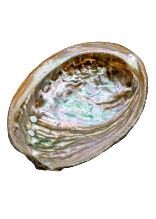 Abalone Shell -3" | Smudges | Wiccan Center