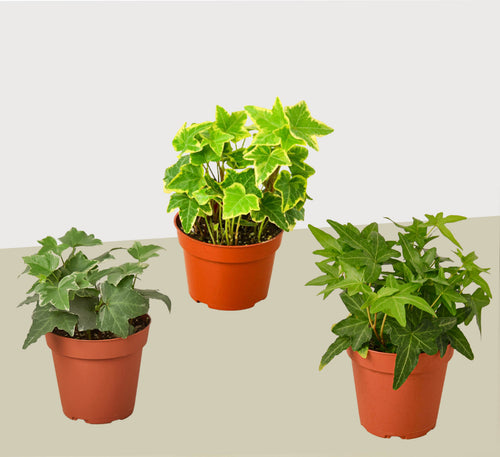 3 Different English Ivy Plants - 4" Pot - Live House Plant | 4" Plant (3pk/$2) ($13 Ship/47oz) | Wiccan Center