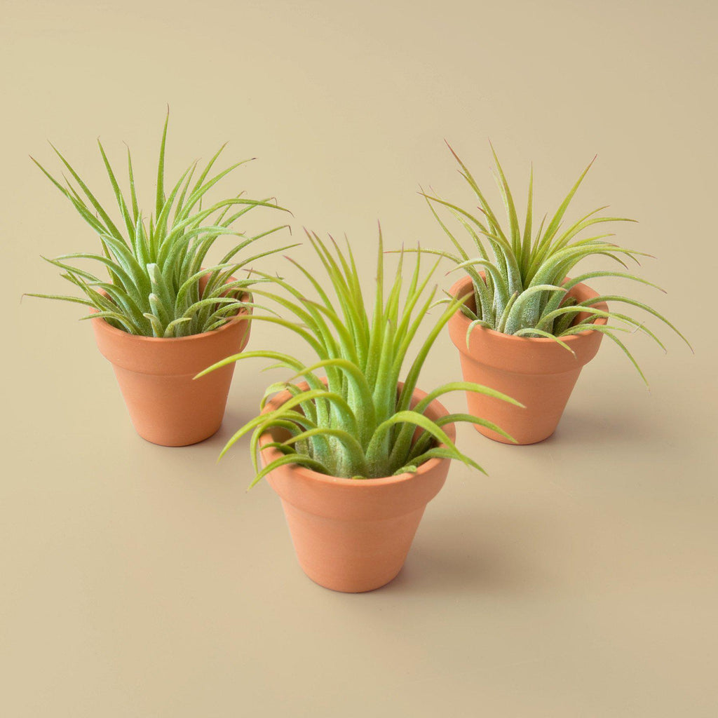 3 Ionantha Air Plants with Mini Terra Cotta Pots | Air PLants | Wiccan Center