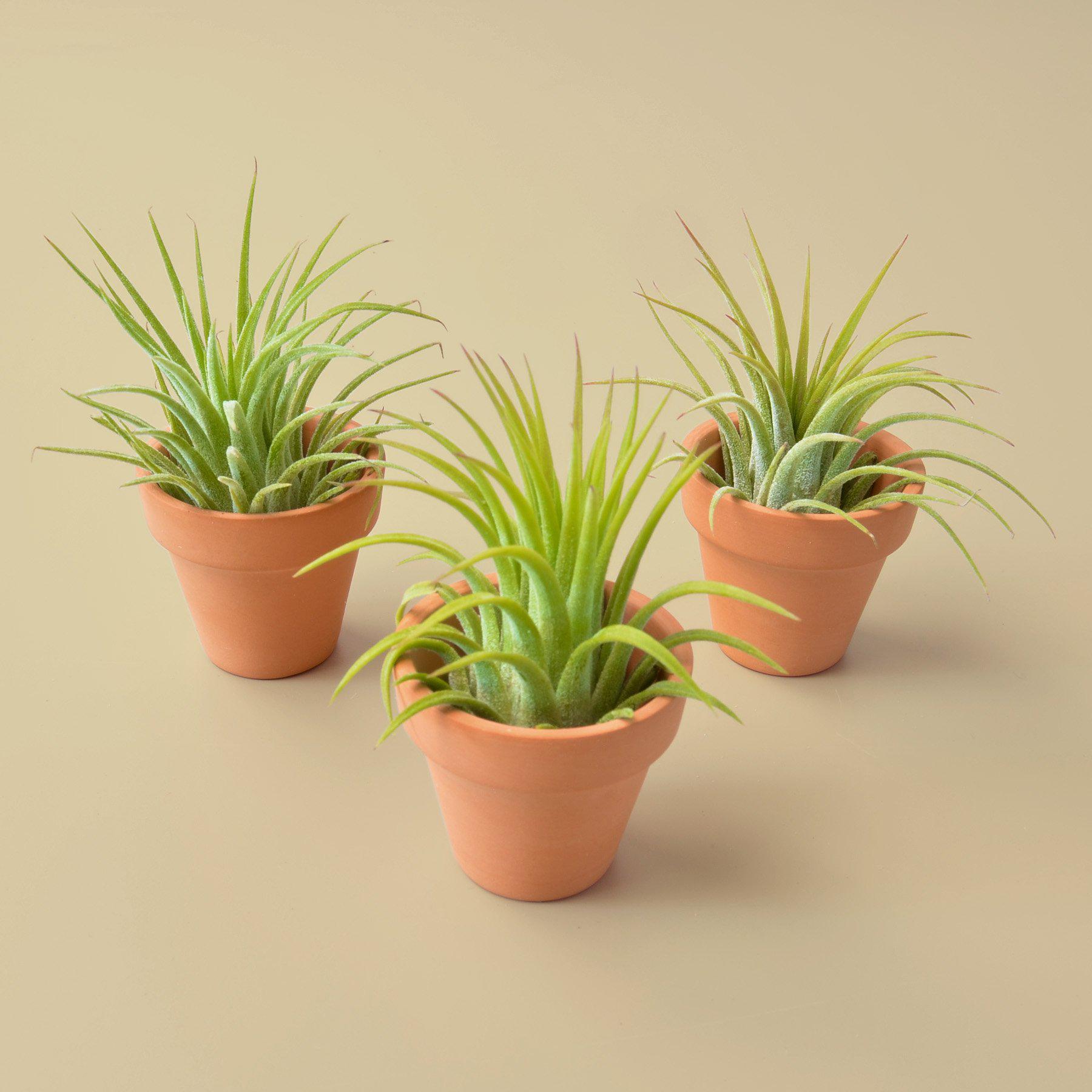 3 Ionantha Air Plants with Mini Terra Cotta Pots | Air PLants | Wiccan Center