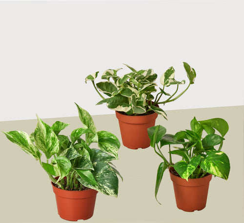 3 Pothos Variety Pack / 4" Pot / Live Plant / Home and Garden Plants | 4" Plant (3pk/$2) ($13 Ship/47oz) | Wiccan Center
