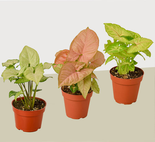 3 Different Syngonium Plants - Arrowhead Plants / 4" Pot / Live Plant | 4" Plant (3pk/$2) ($13 Ship/47oz) | Wiccan Center