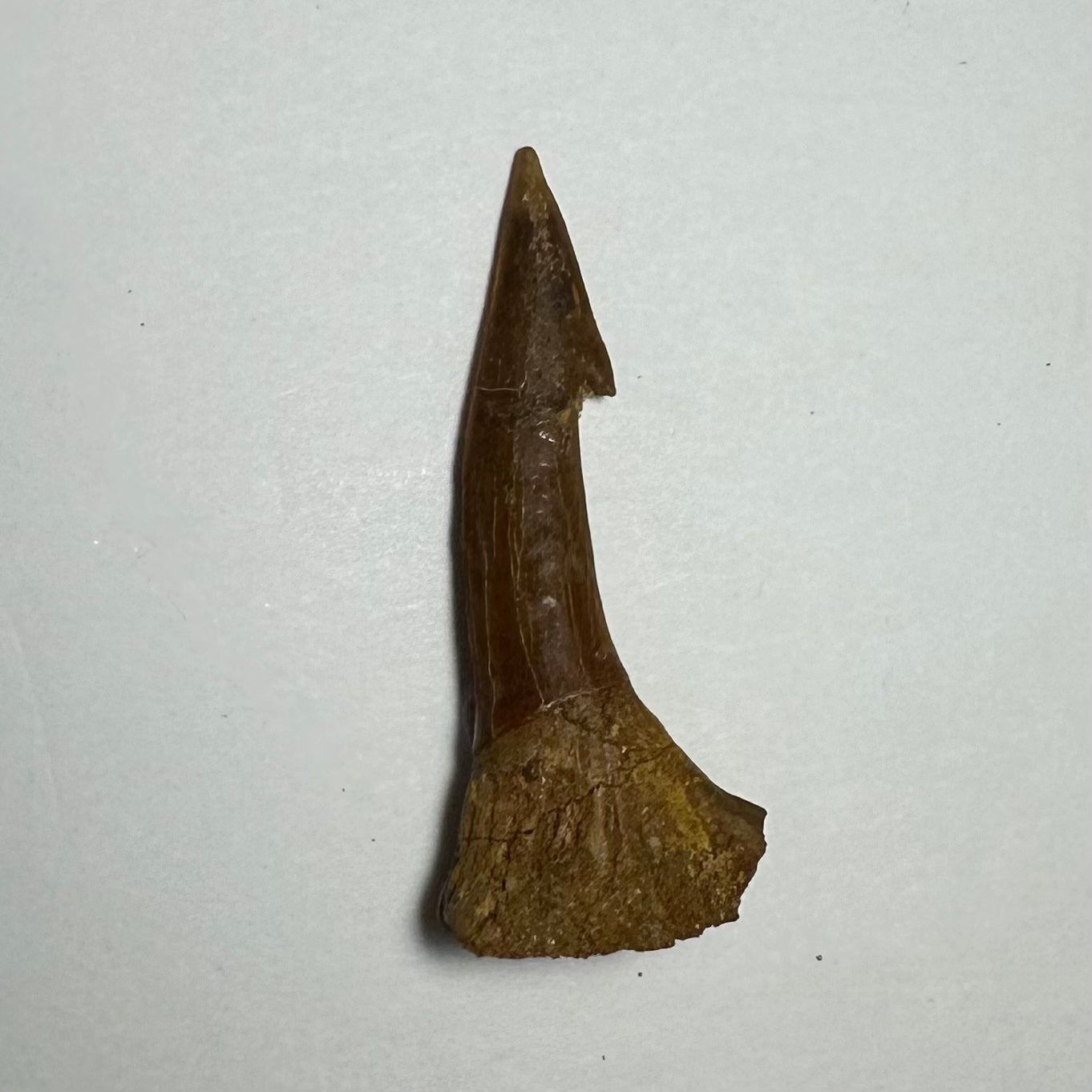 Onchopristis Barb/Tooth (MD) | Fossils | Wiccan Center