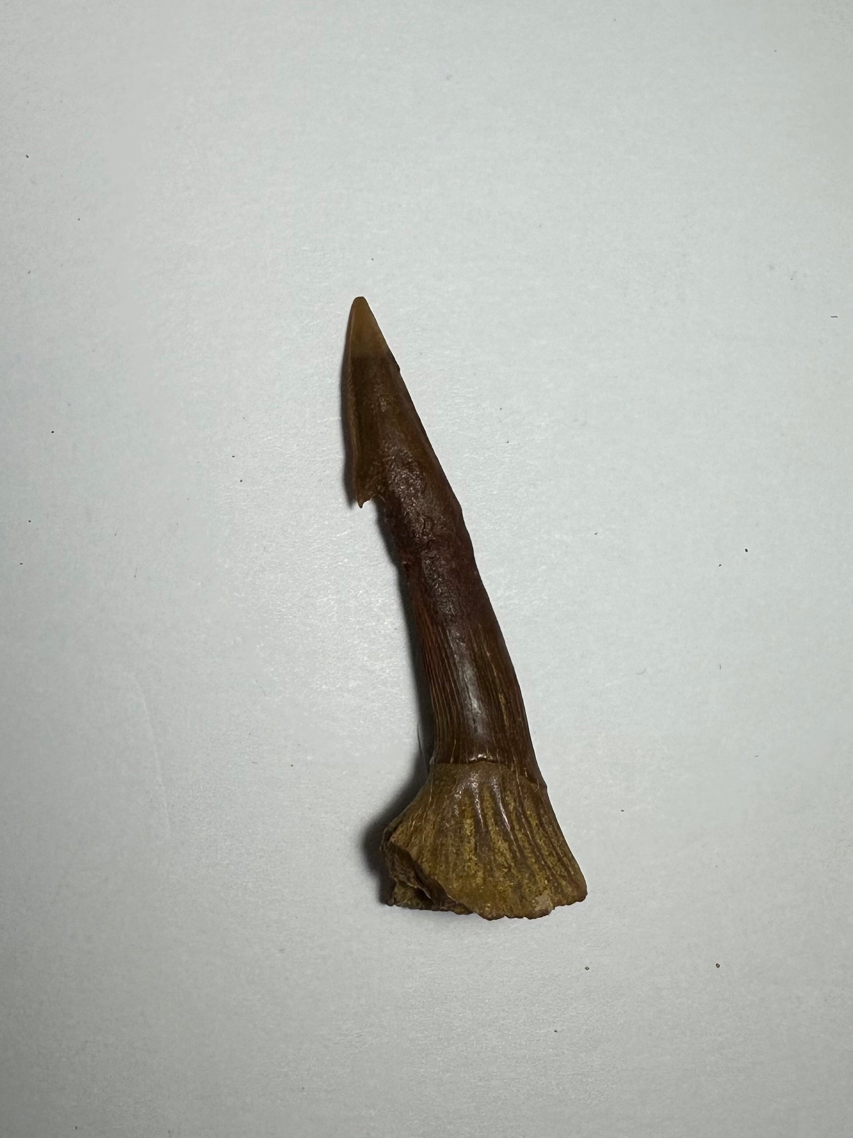 Onchopristis Barb/Tooth (MD) | Fossils | Wiccan Center