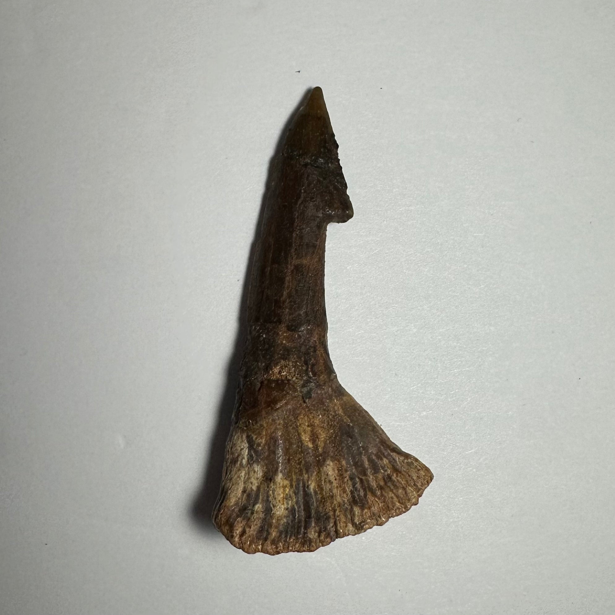 Onchopristis Barb/Tooth (MD) | Fossils | Wiccan Center