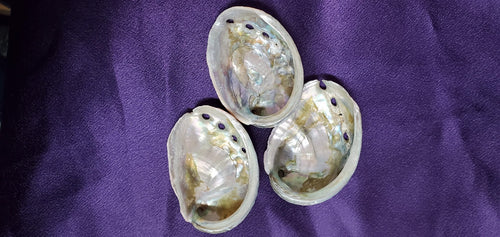 (2-3") Abalone Shell Burner | Burner | Wiccan Center