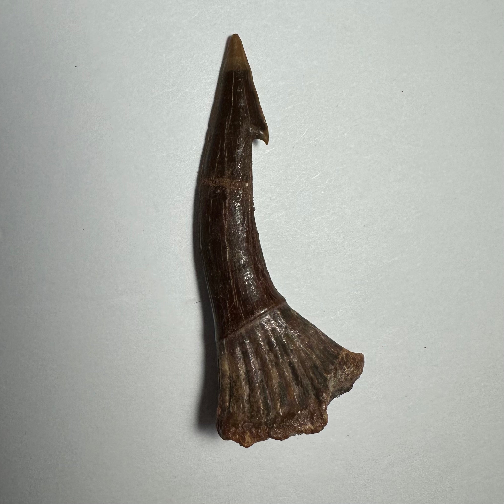 Onchopristis Barb/Tooth (MD) | Fossils | Wiccan Center