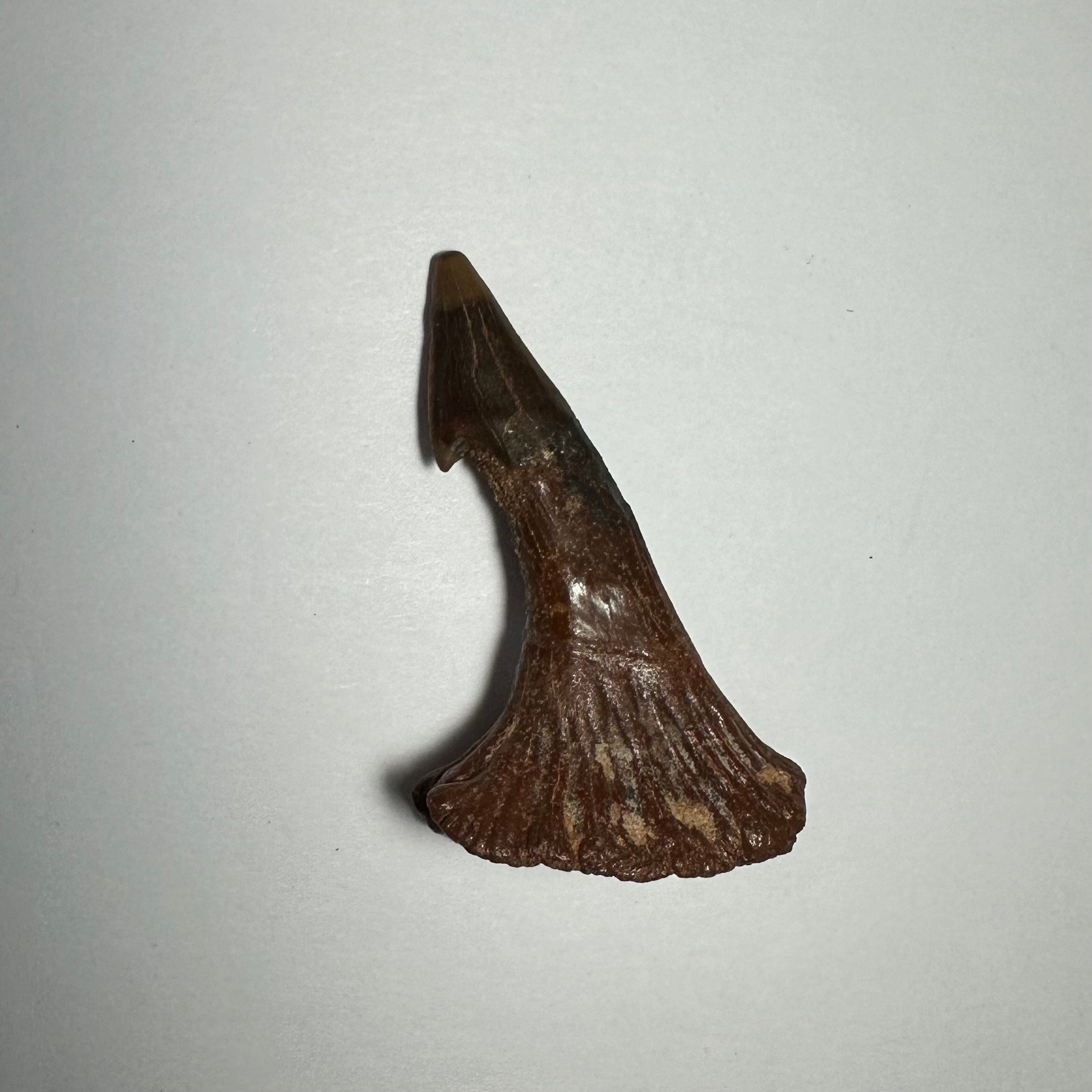 Onchopristis Barb/Tooth (MD) | Fossils | Wiccan Center