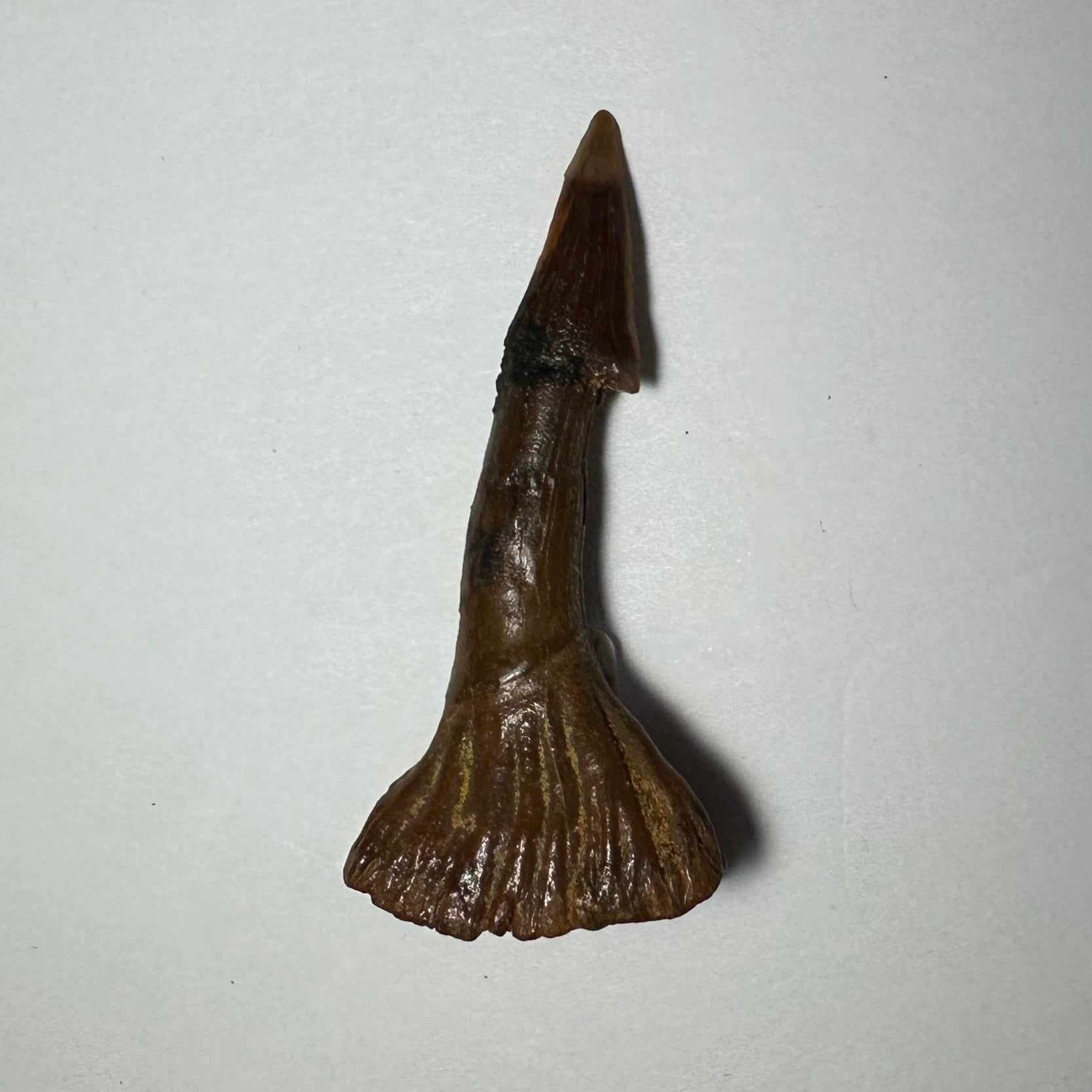 Onchopristis Barb/Tooth (MD) | Fossils | Wiccan Center