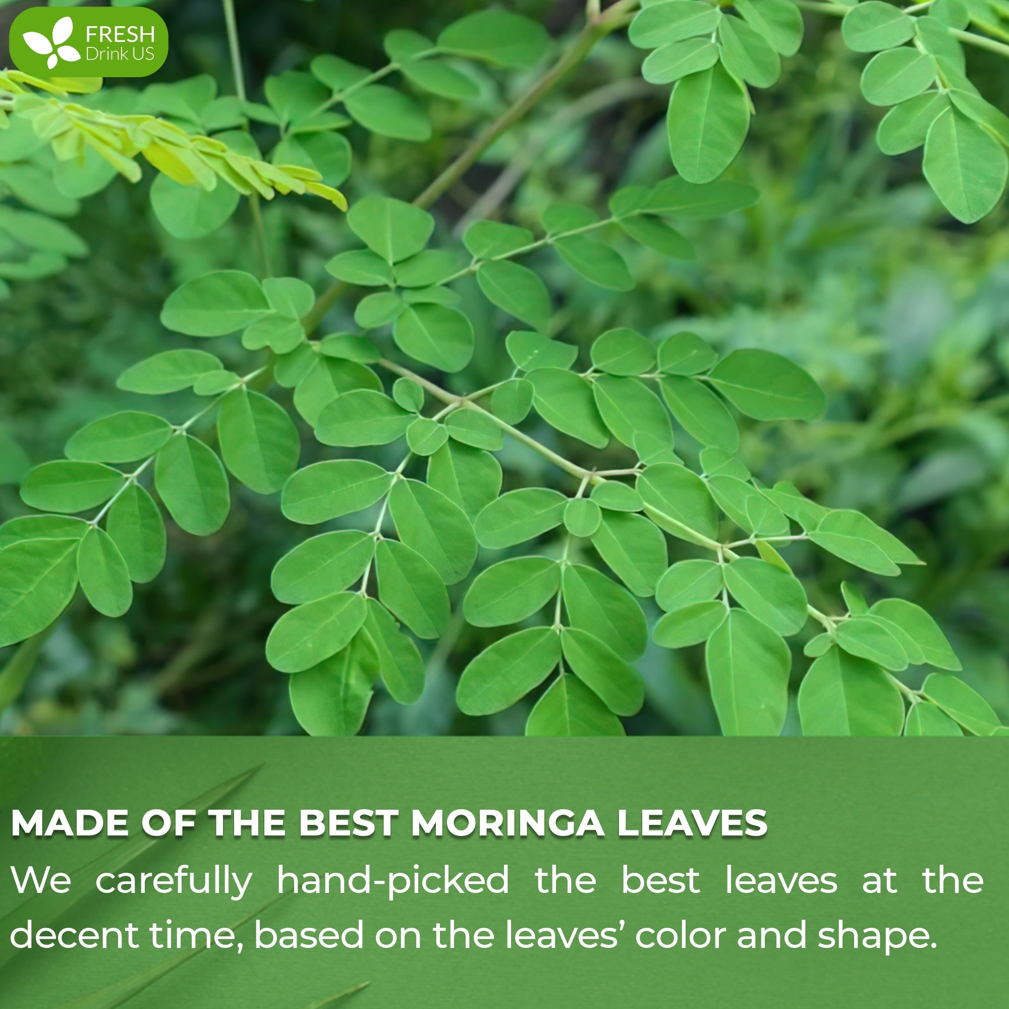 Moringa Leaf Tea Bags, 100% Natural & Pure from Moringa Leaves. Loose Leaf Moringa Herbal Tea. Moringa Leaf Tea. No Sugar, No Caffeine, No Gluten, Vegan | Tea | Wiccan Center