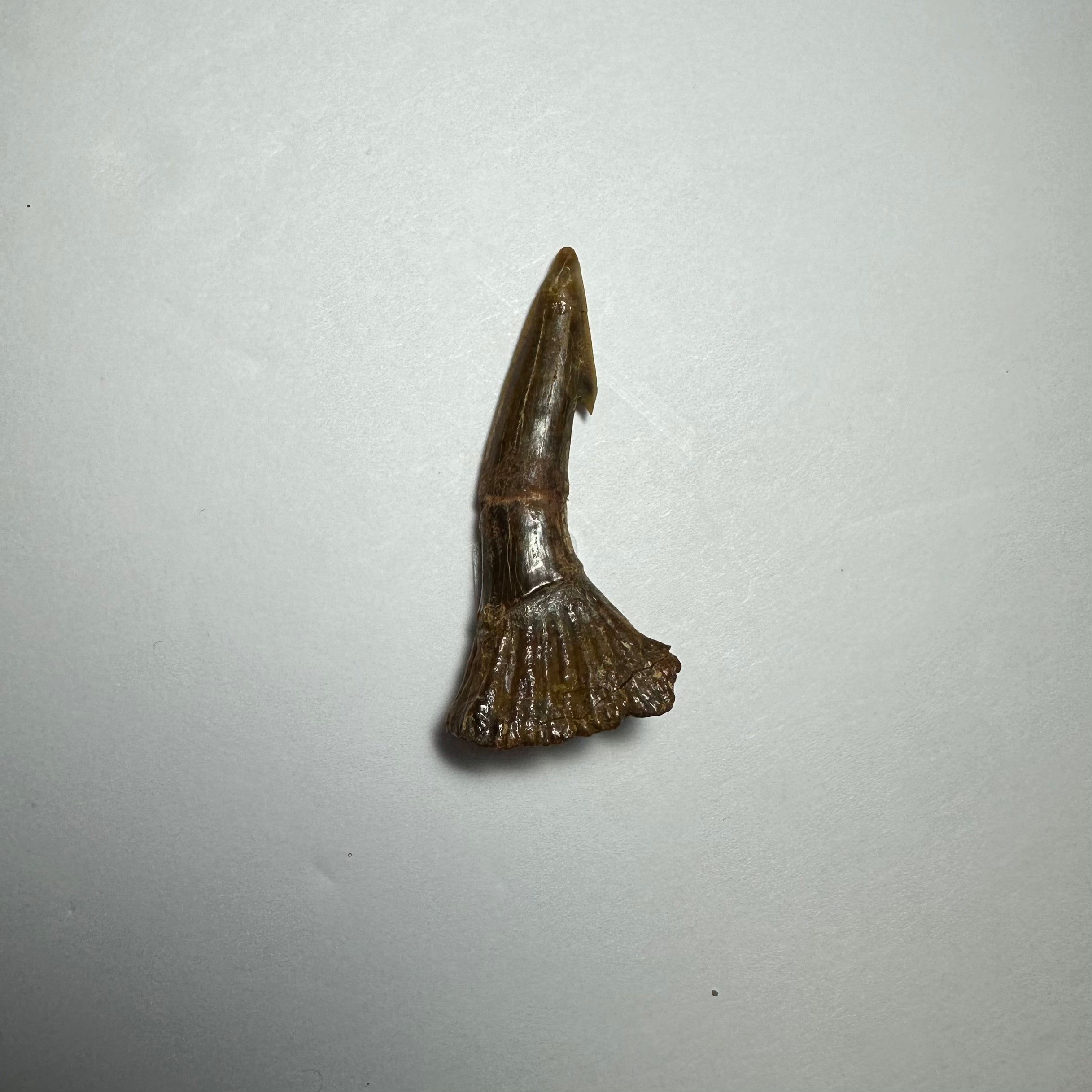 Onchopristis Barb/Tooth (SM) from Morocco | Fossils | Wiccan Center