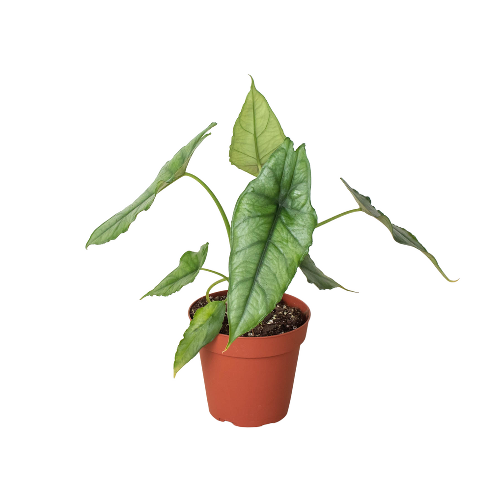 Alocasia 'Dragons Breath' | | Wiccan Center