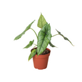 Alocasia 'Dragons Breath' | | Wiccan Center
