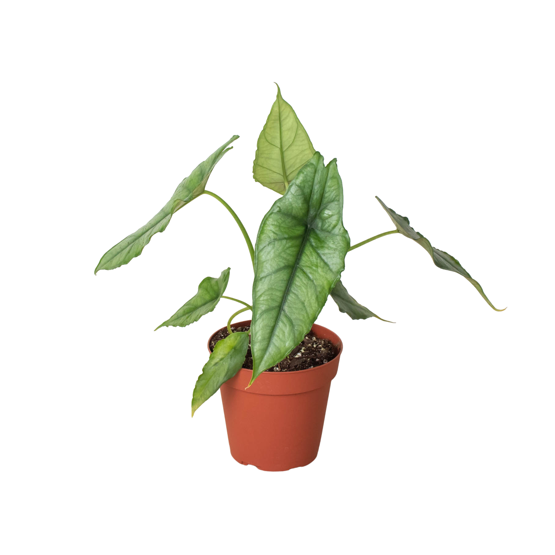 Alocasia 'Dragons Breath' | | Wiccan Center
