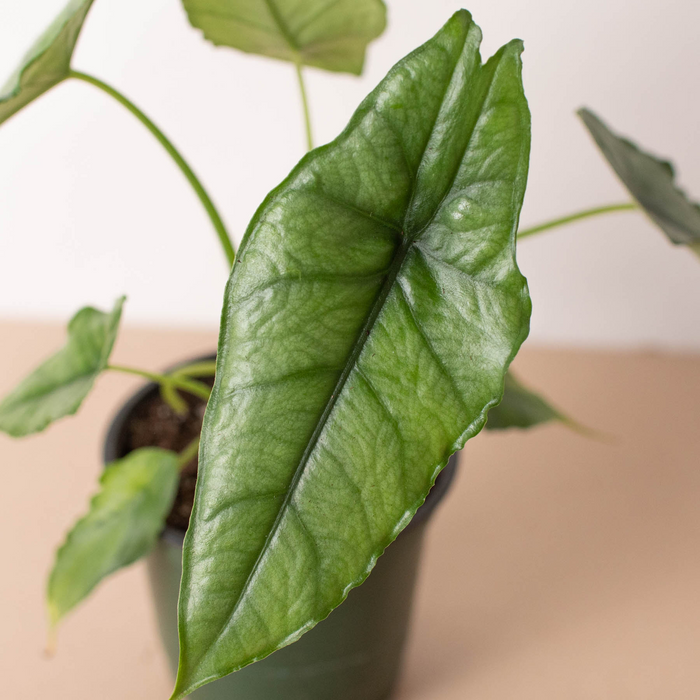 Alocasia 'Dragons Breath' | | Wiccan Center