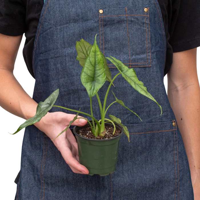 Alocasia 'Dragons Breath' | | Wiccan Center