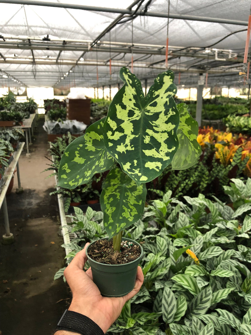 Alocasia 'Hilo Beauty' | Indoor Plants | Wiccan Center
