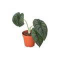 Alocasia 'Melo' | Indoor Plants | Wiccan Center