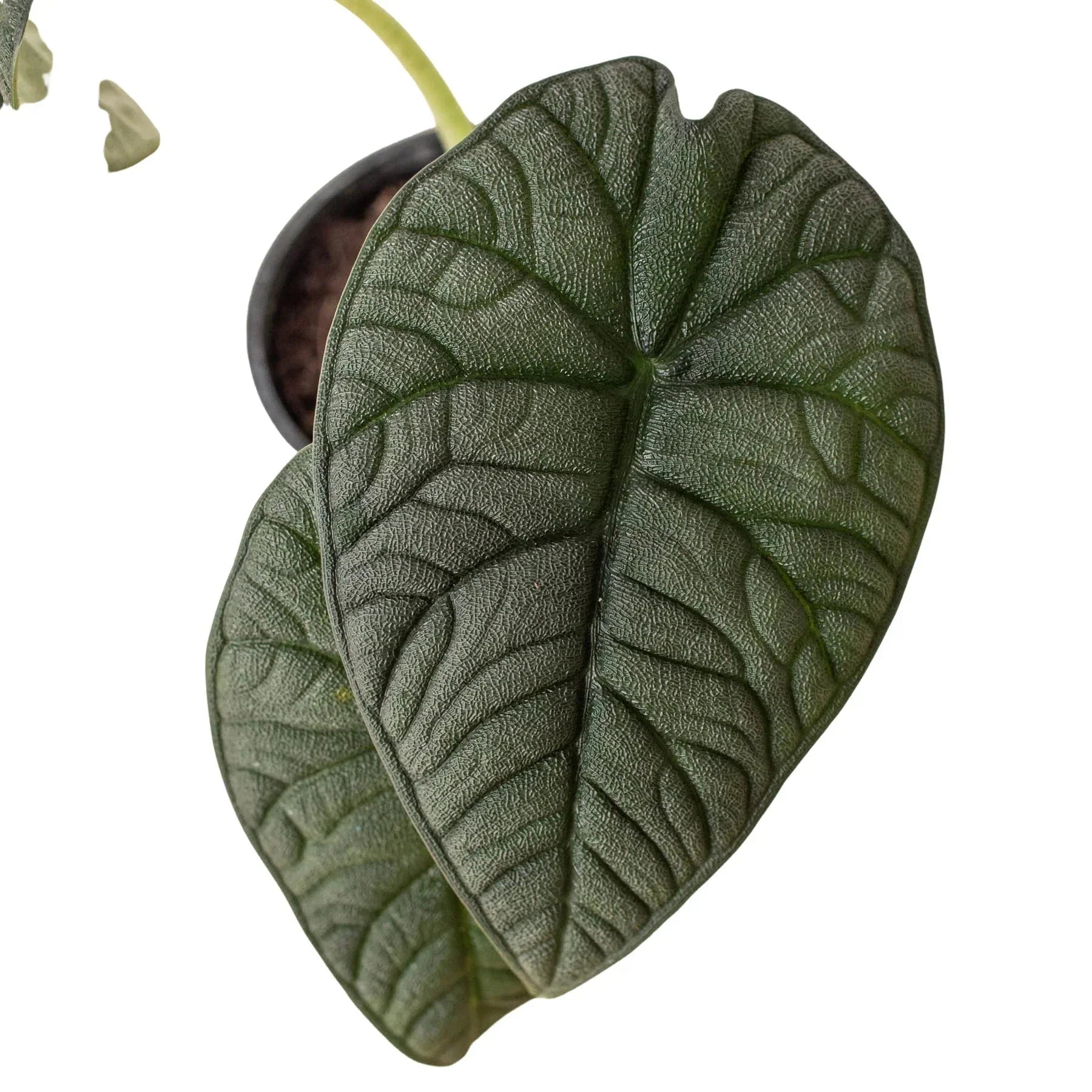 Alocasia 'Melo' | Indoor Plants | Wiccan Center